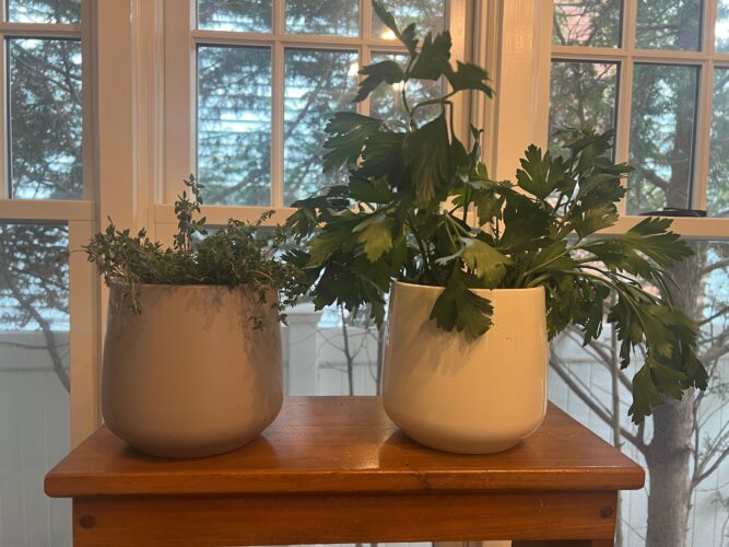 Herbs grown indoors require  extra care. Here are some tips